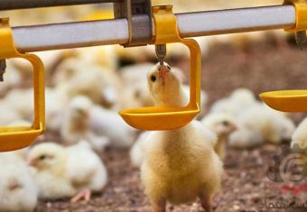 سیستم آبخوری مرغ گوشتی و تخم‌گذار