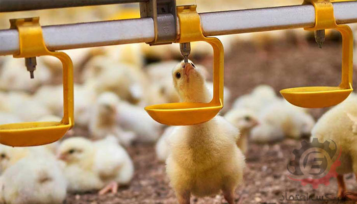 سیستم آبخوری مرغ گوشتی و تخم‌گذار
