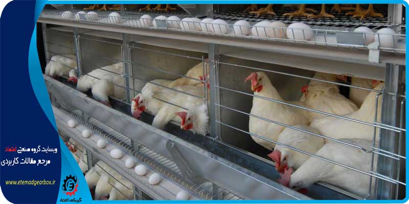 قفس مکانیزه مرغ تخمگذار