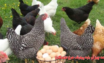 همه چیز در باره پرورش مرغ تخمگذار